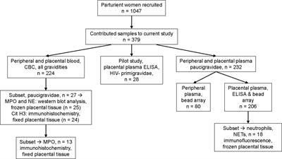 Myeloperoxidase and Other Markers of Neutrophil Activation Associate With Malaria and Malaria/HIV Coinfection in the Human Placenta